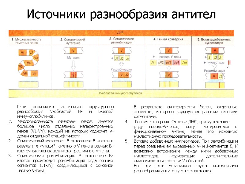 Пять возможных источников структурного разнообразия V-областей Н- и L-цепей иммуноглобулинов.  Многочисленность гаметных генов.
